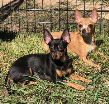 Rescue Chihuahua Dogs for Adoption in Magnolia Springs, Alabama - Rosie | PetCurious