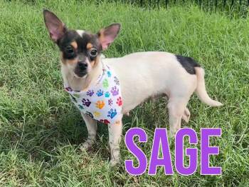 Sage in Texarkana TX -  Chihuahua and Rat Terrier Dog for Adoption in Texarkana, Texas - Sage In Texarkana TX | PetCurious