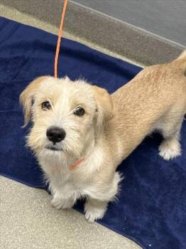 Rescue Schnauzer and Mixed Breed Dogs for Adoption in Las Vegas, Nevada - BAGO | PetCurious
