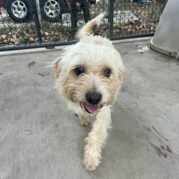 Rescue Poodle and Maltese Dogs for Adoption in Smithfield, North Carolina - Buddy | PetCurious