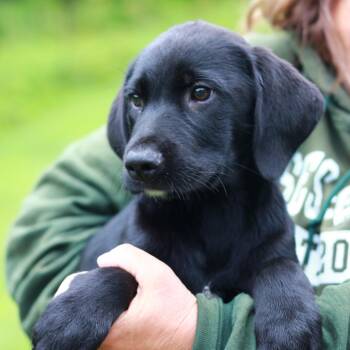 Labrador Retriever and Mixed Breed Dogs Available for Adoption in Eastford, Connecticut - CT Iceberg Avail May 30 (Ellington, CT) | PetCurious