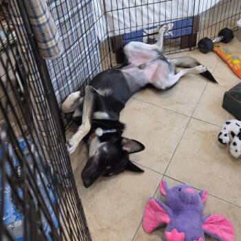 Carl -  Mixed Breed Dog for Adoption in Houston, Texas - Carl | PetCurious