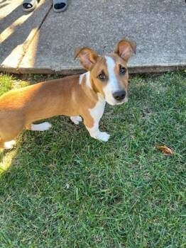 Rescue Terrier and Mixed Breed Dogs for Adoption in Gastonia, North Carolina - 59731343 | PetCurious