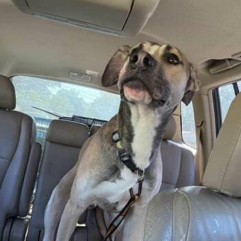 Buddy -  Mixed Breed Dog for Adoption in Jeffersonville, Indiana - Buddy | PetCurious