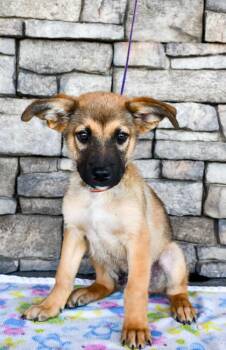 Littlefoot -  German Shepherd Dog and Mixed Breed Dog for Adoption in Yakima, Washington - Littlefoot | PetCurious