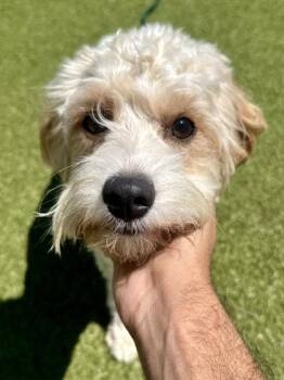 Mixed Breed Dogs Available for Adoption in Wichita, Kansas - Barney | PetCurious