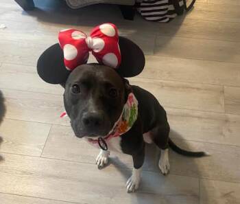 Fiona -  Mixed Breed Dog for Adoption in Palm Harbor, Florida - Fiona | PetCurious