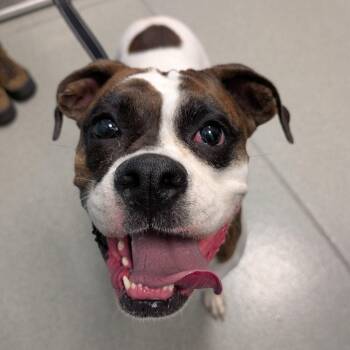 Wilma -  Boxer Dog for Adoption in New Castle, Delaware - Wilma | PetCurious