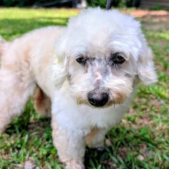 Maltese and Mixed Breed Dogs Available for Adoption in Houston, Texas - Herbert | PetCurious