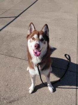 Groot -  Siberian Husky and Mixed Breed Dog for Adoption in Westland, Michigan - Groot | PetCurious