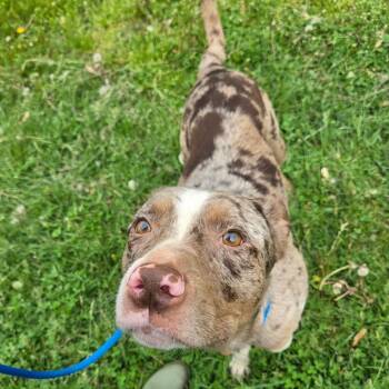 Cattle Dog and Mixed Breed Dogs Available for Adoption in Binghamton, New York - Chompy | PetCurious