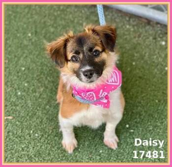 Daisy(320) -  Spaniel Dog for Adoption in Marietta, Georgia - Daisy(320) | PetCurious