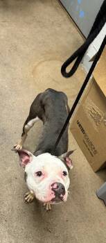 Rescue Mixed Breed Dogs for Adoption in West Chester, Pennsylvania - Claude | PetCurious