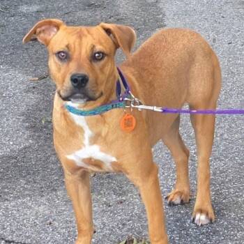 HALLIE -  Mixed Breed Dog for Adoption in Newborn, Georgia - HALLIE | PetCurious