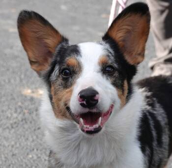 Hickory (real name Zeus) -  Corgi Dog for Adoption in Millfield, Ohio - Hickory (real Name Zeus) | PetCurious
