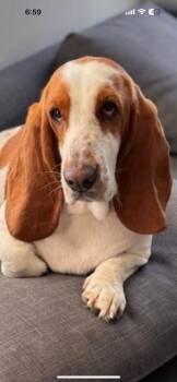 Daisy Mae -  Basset Hound Dog for Adoption in Auburndale, Florida - Daisy Mae | PetCurious