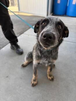 Percy -  Cattle Dog and Mixed Breed Dog for Adoption in Fresno, California - Percy | PetCurious