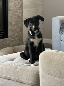 Labrador Retriever and Cattle Dog Dogs Available for Adoption in Fort Lupton, Colorado - Dolly | PetCurious