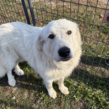 Bolt -  Great Pyrenees Dog for Adoption in Bonners Ferry, Idaho - Bolt | PetCurious