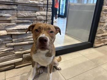 PABLO -  Pit Bull Terrier and Mixed Breed Dog for Adoption in Rowlett, Texas - PABLO | PetCurious