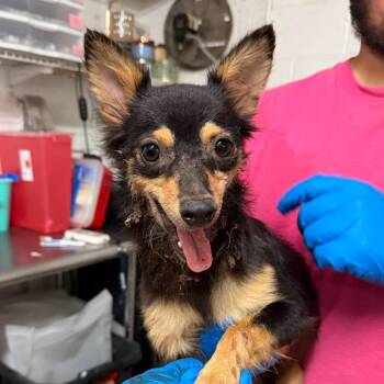 Miss McCloud -  Chihuahua Dog for Adoption in Edinburg, Texas - Miss McCloud | PetCurious