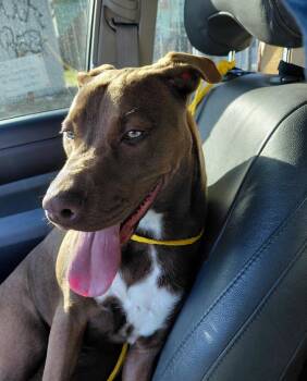 Labrador Retriever Dogs Available for Adoption in Houston, Texas - Sugarbaby : Sweet And Submissive | PetCurious