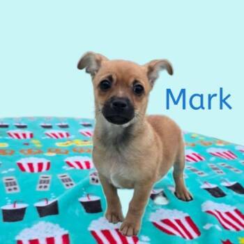 Mixed Breed Dogs Available for Adoption in Joliet, Illinois - Mark | PetCurious