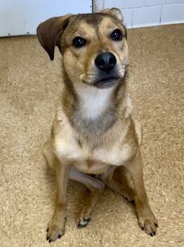 Rescue Labrador Retriever and Mixed Breed Dogs for Adoption in San Antonio, Texas - Tulip | PetCurious