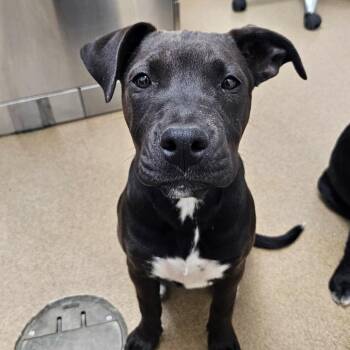 Mixed Breed Dogs Available for Adoption - Woodstock | PetCurious