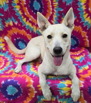 Stormi -  Mixed Breed Dog for Adoption in Frankfort, Indiana - Stormi | PetCurious