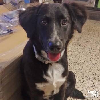 Lady Luna -  Border Collie Dog for Adoption in Washington, District Of Columbia - Lady Luna | PetCurious