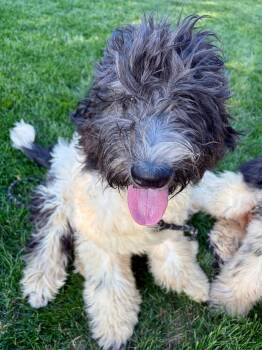 Taylor Swift -  Newfoundland Dog and Poodle Dog for Adoption in Orland Park, Illinois - Taylor Swift | PetCurious