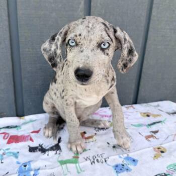 Catahoula Leopard Dog Dogs Available for Adoption - Marshmallow | PetCurious