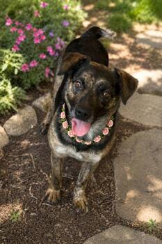 Myra -  Australian Cattle Dog Blue Heeler and Australian Shepherd Dog for Adoption in Phoenix, Arizona - Myra | PetCurious
