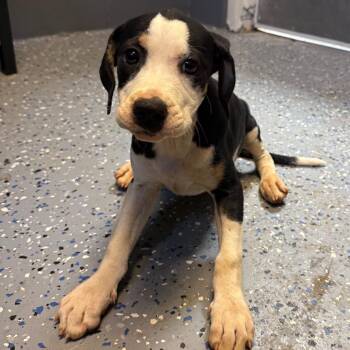 TUSC-Stray-85048_2_3_4 -  Hound and Labrador Retriever Dog for Adoption in Tuscaloosa, Alabama - TUSC-Stray-85048_2_3_4 | PetCurious