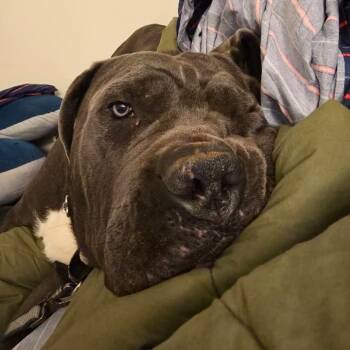 Claudius -  Cane Corso Dog Available for Adoption in Flintstone, Maryland - Claudius | PetCurious