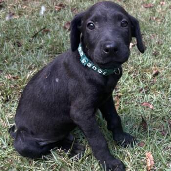 Goose -  Labrador Retriever and Mixed Breed Dog for Adoption in Cedarburg, Wisconsin - Goose | PetCurious