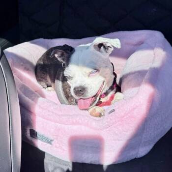 Alice -  Boston Terrier and Chihuahua Dog for Adoption in New York, New York - Alice | PetCurious