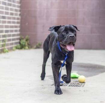 Marco Marc -  Mixed Breed Dog for Adoption in Chamblee, Georgia - Marco Marc | PetCurious