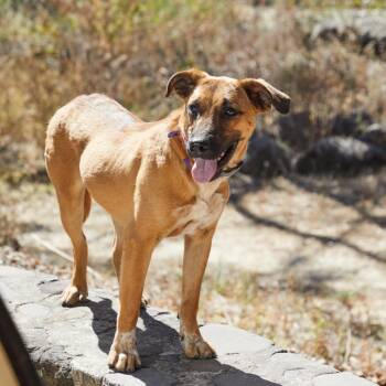 Shepherd and Mixed Breed Dogs Available for Adoption - Ivy | PetCurious