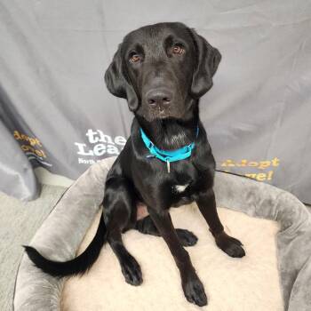 Snickers -  Black Labrador Retriever Dog for Adoption in Peconic, New York - Snickers | PetCurious
