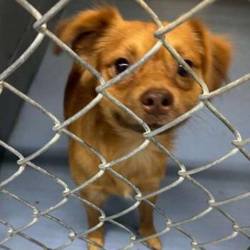 Mutt Damon -  Mixed Breed Dog for Adoption in Gadsden, Alabama - Mutt Damon | PetCurious
