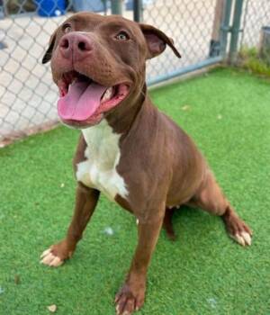 RACER -  Mixed Breed Dog for Adoption in Columbia, South Carolina - RACER | PetCurious