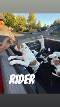 Rescue Australian Cattle Dog Blue Heeler and Pit Bull Terrier Dogs for Adoption in Klamath Falls, Oregon - Rider | PetCurious