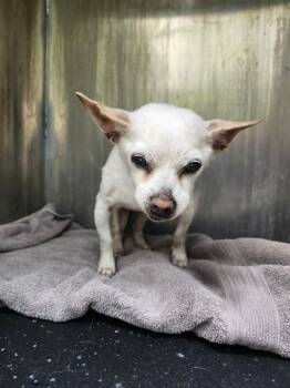 Chihuahua Dogs Available for Adoption - VANILLA BEAN | PetCurious
