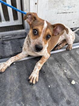 Teddy -  Terrier Dog for Adoption in Edna, Texas - Teddy | PetCurious
