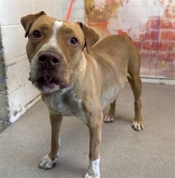 CREDENCE -  Pit Bull Terrier and Mixed Breed Dog for Adoption in San Bernardino, California - CREDENCE | PetCurious