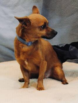 Rescue Chiweenie Dogs for Adoption in Las Vegas, Nevada - Buster | PetCurious