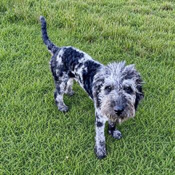 Pierre -  Poodle Dog Available for Adoption in Huntsville, Alabama - Pierre | PetCurious