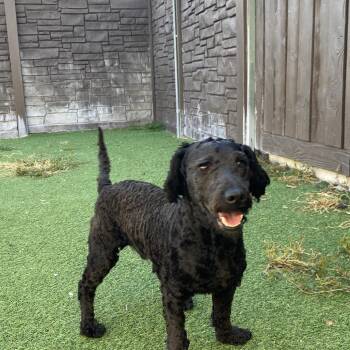 Poodle Dogs Available for Adoption in Loxahatchee Groves, Florida - Pierre AKA Teddy 2799 | PetCurious